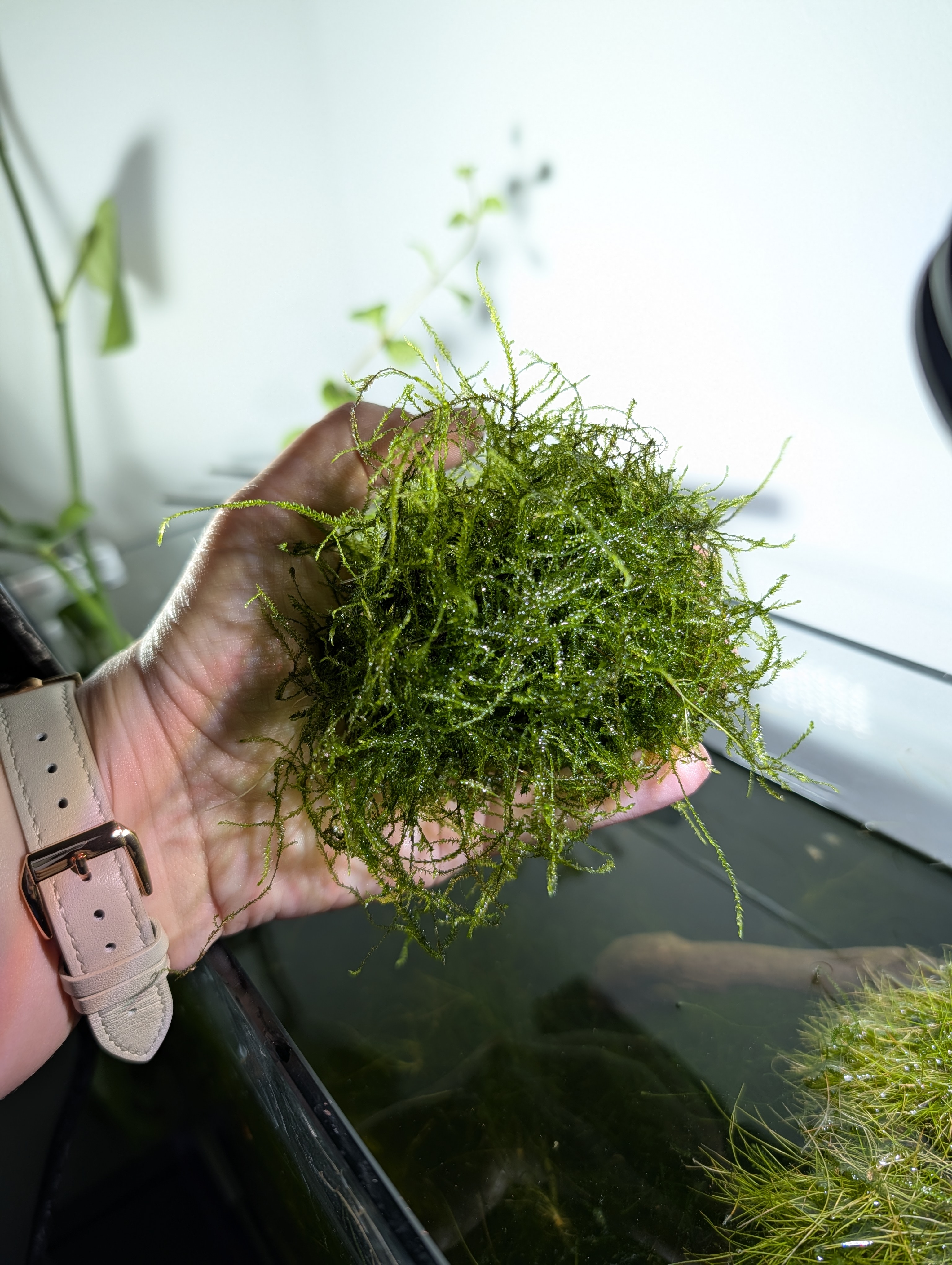 Java Moss - Handful